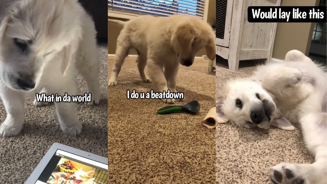 Things Charlie Did As A Puppy That He Still Does Now