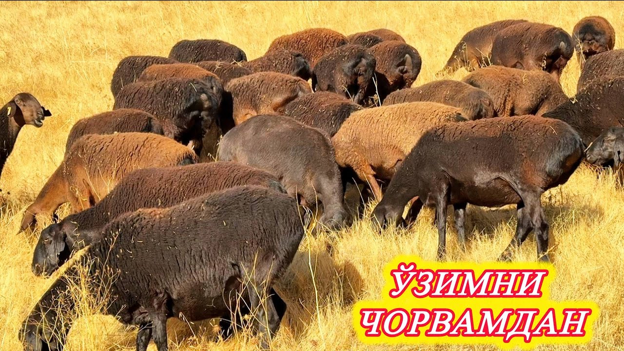 Қўй танлашда энг катта хато! Узоқ ген ҳақида ҳақиқат