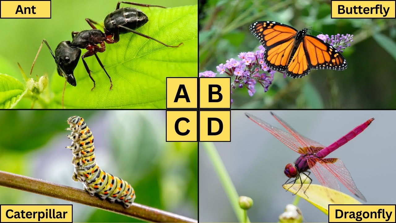 ABC Insects for Kids | Learn A-Z Insect Names and Fun Facts!