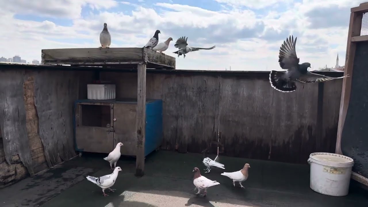 Yeni postalarımız ve Mardin uçumu