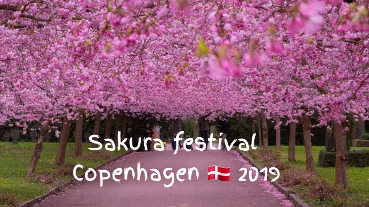 Beautiful Sakura Festival in copenhagen