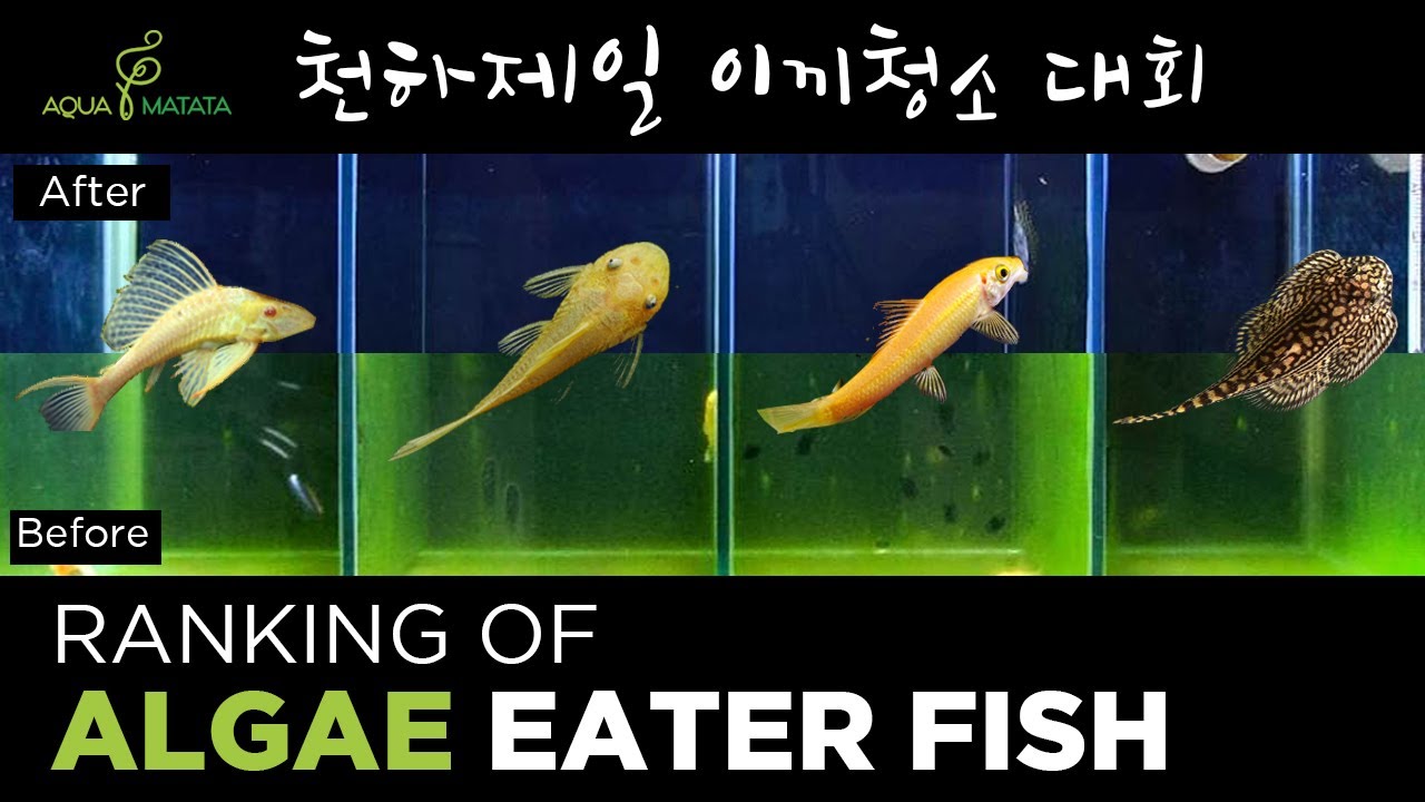 청소물고기 순위??? l 비파 vs 안시 vs 알지이터 vs 가오리비파 l Algae eaters #생물병기 #이끼청소 #어항이끼