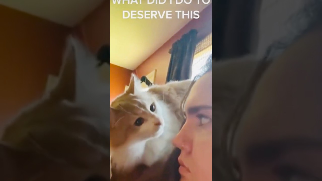 The chaces of cat killing you is low but never zero. 