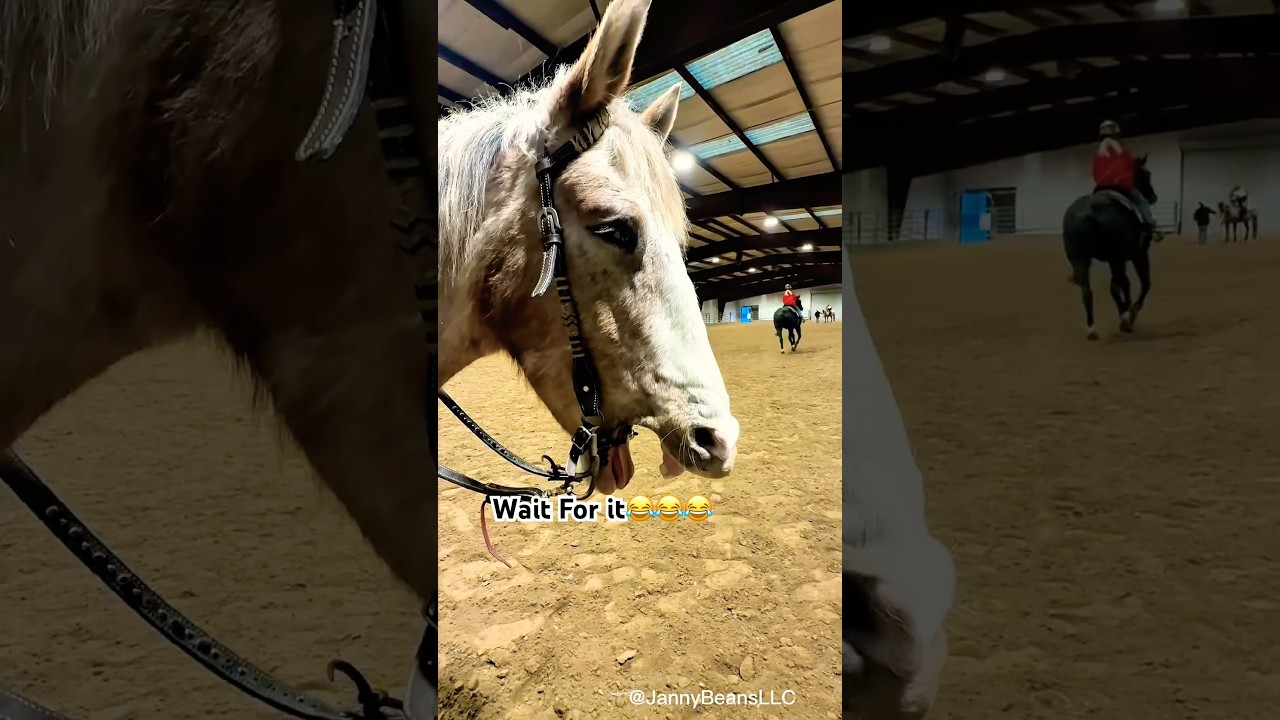 Horse Yawning Chain Reaction Caught on Camera 😂🐴