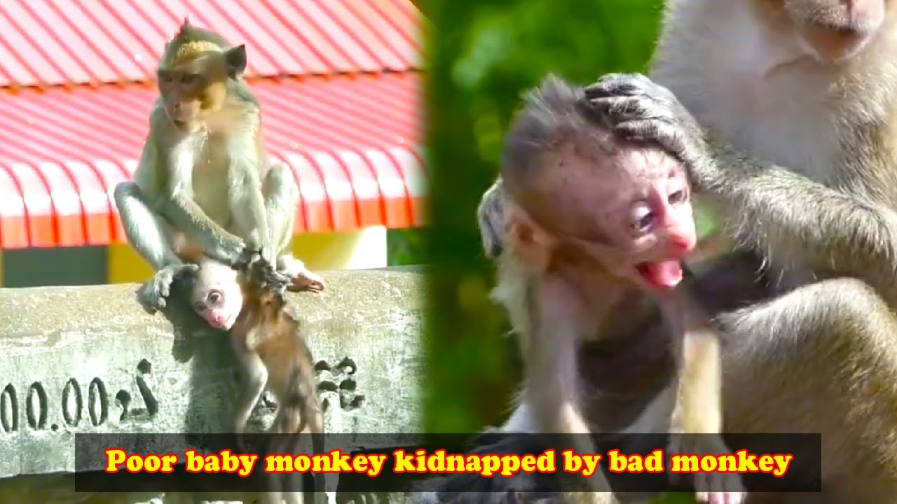 The baby monkey was kidnapped and taken everywhere. The baby monkey's face was full of scars