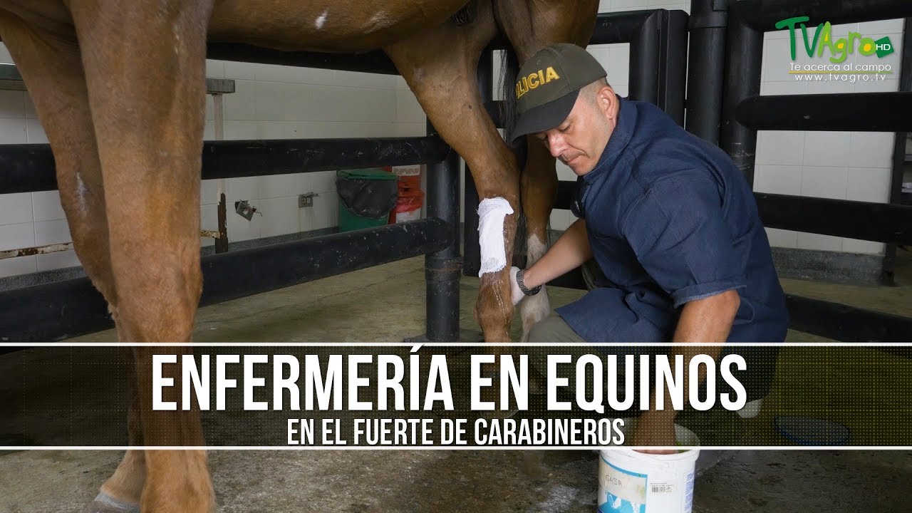Como son los Cuidados y el Manejo de los Caballos Carabineros- TvAgro por Juan Gonzalo Angel