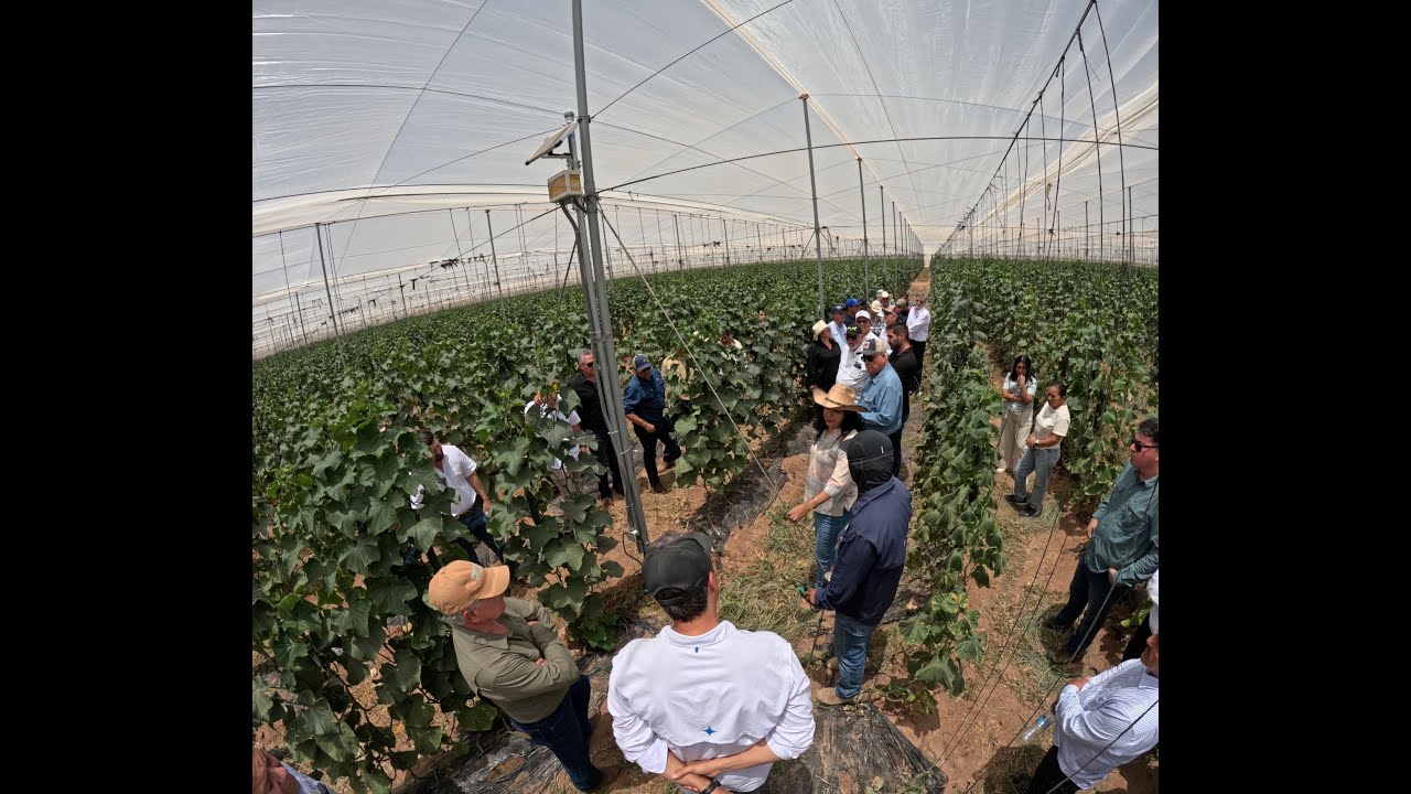 Recorriendo campos agrícolas en la Costa de Hermosillo, Sonora