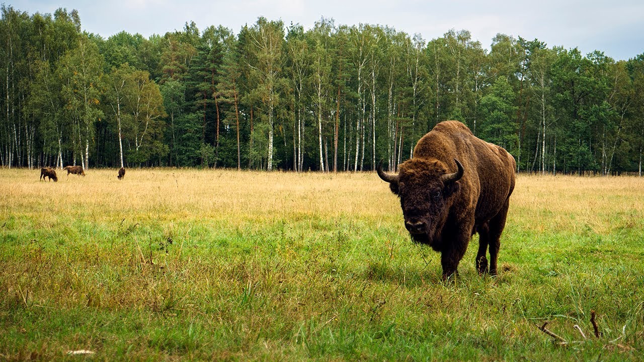 LITUANIA - I bisonti europei di Pa&scaron;iliai