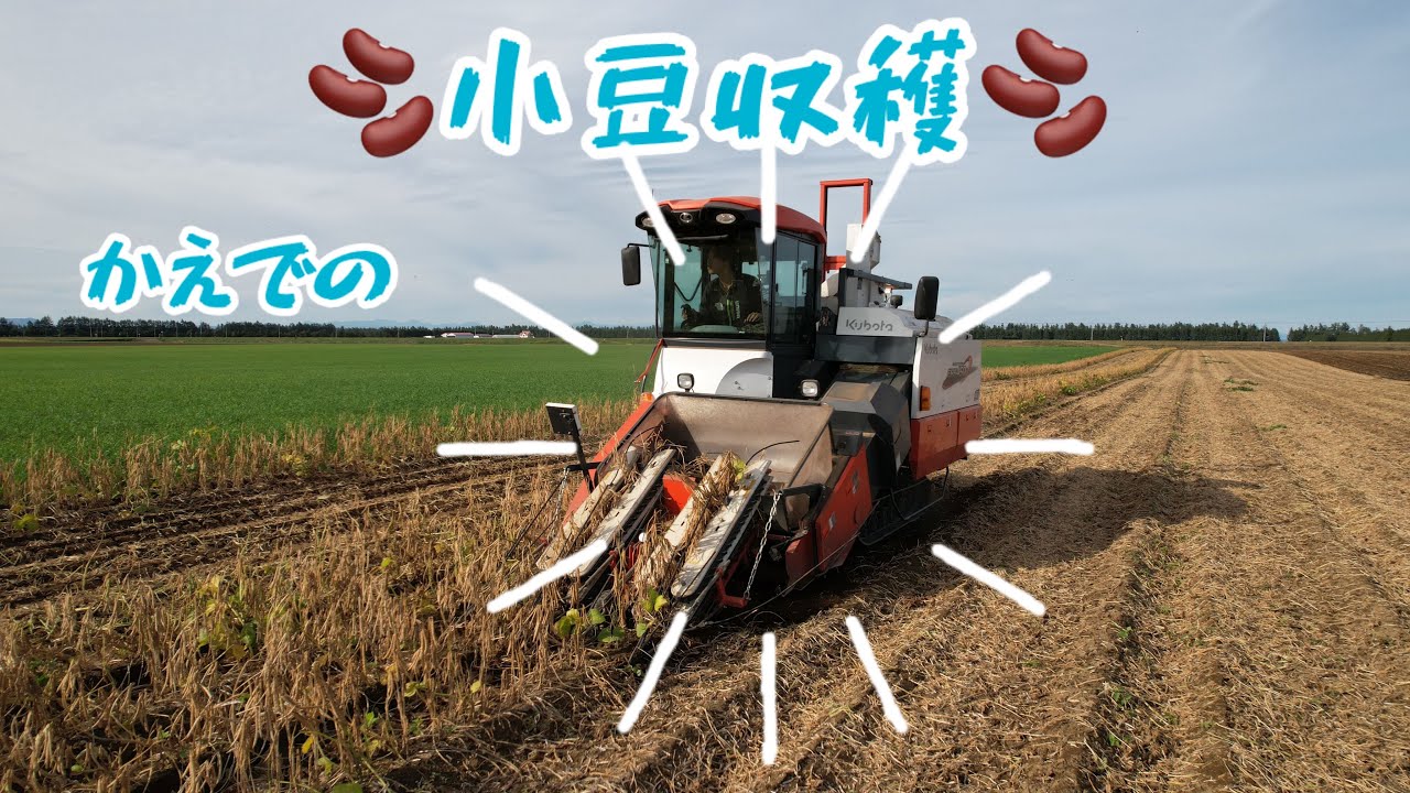 【小豆🫘】かえでのコンバイン収穫！作業風景ご覧あれ！