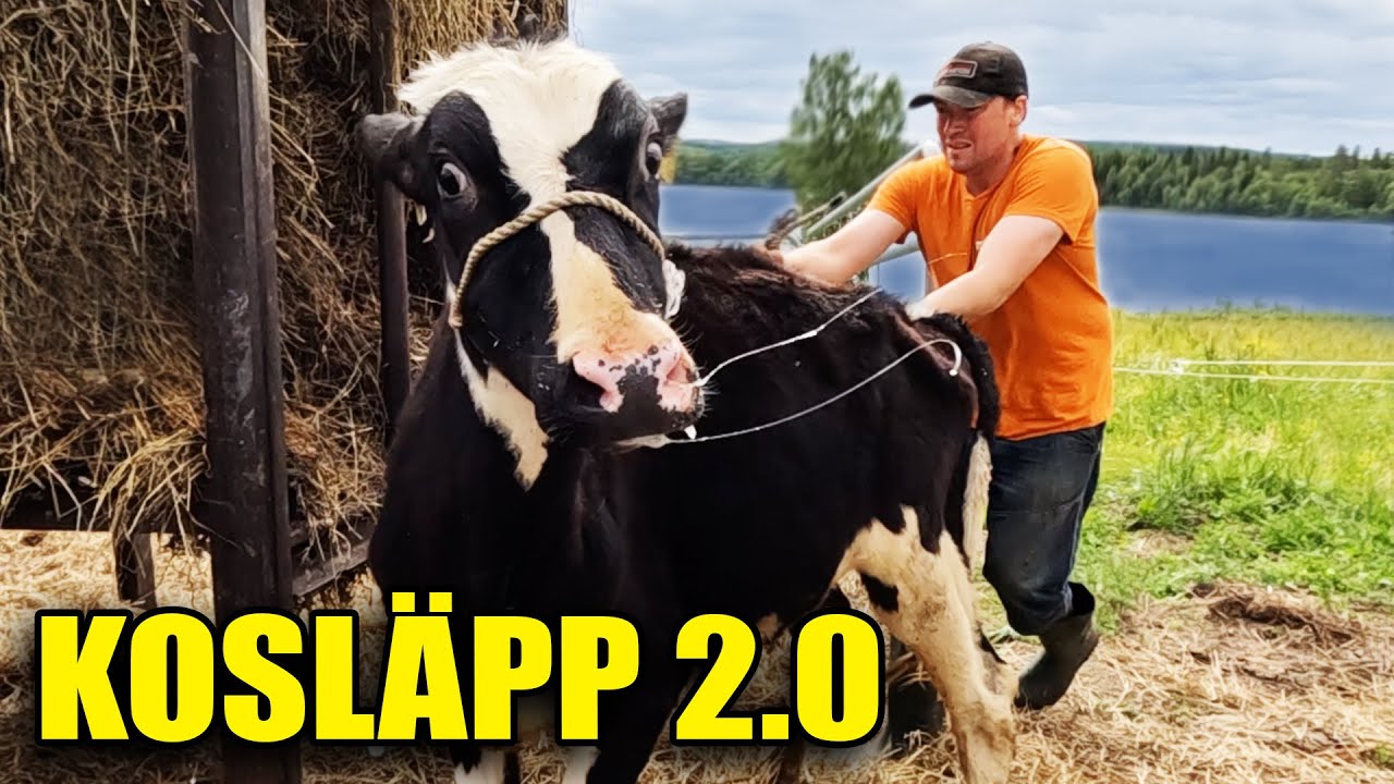 KOSLÄPP 2.0