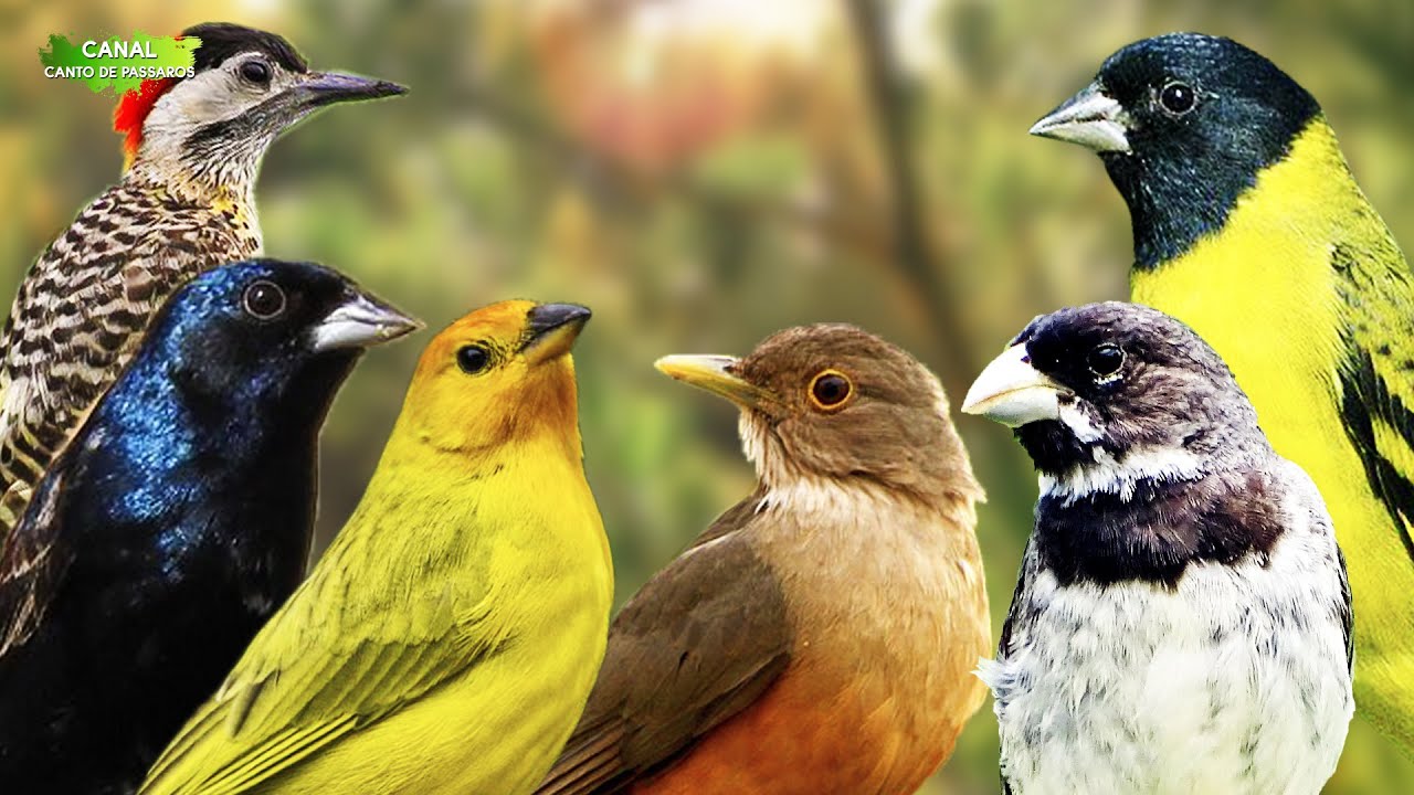 10 CANTOS DE LINDOS PÁSSAROS NA NATUREZA !