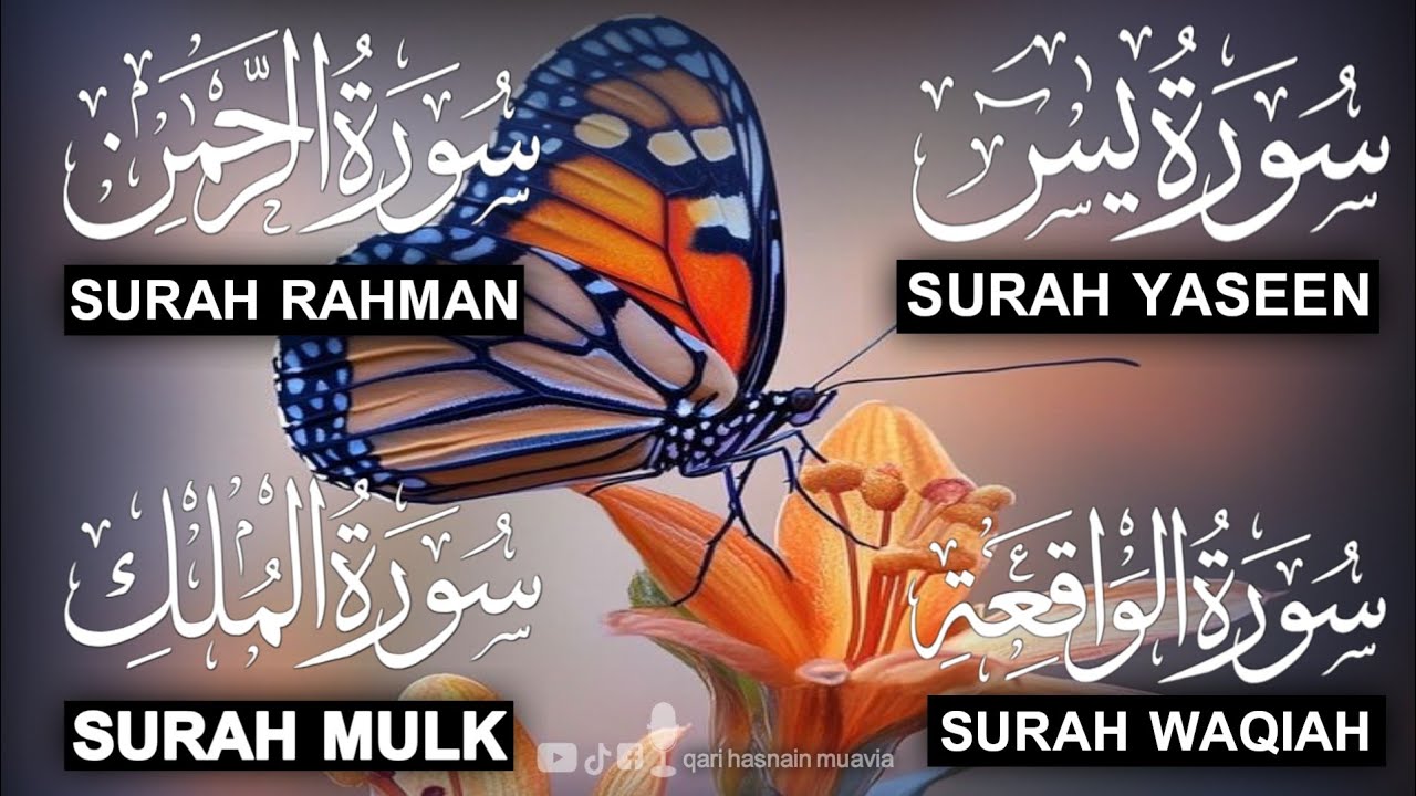 Surah Yasin ❤️ Surah Rahman , Surah Waqiah , Surah Mulk | Ep 301,یس