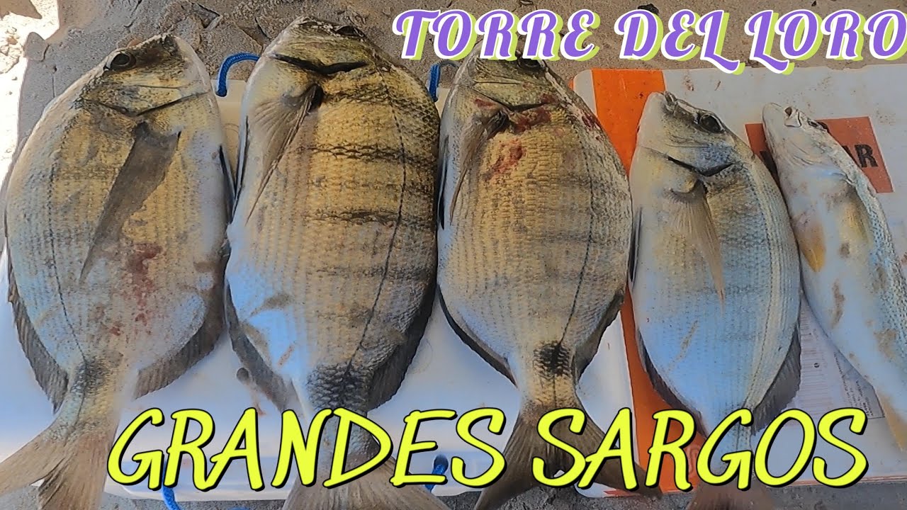 PESCA SURFCASTING GRANDES SARGOS EN TORRE DEL LORO