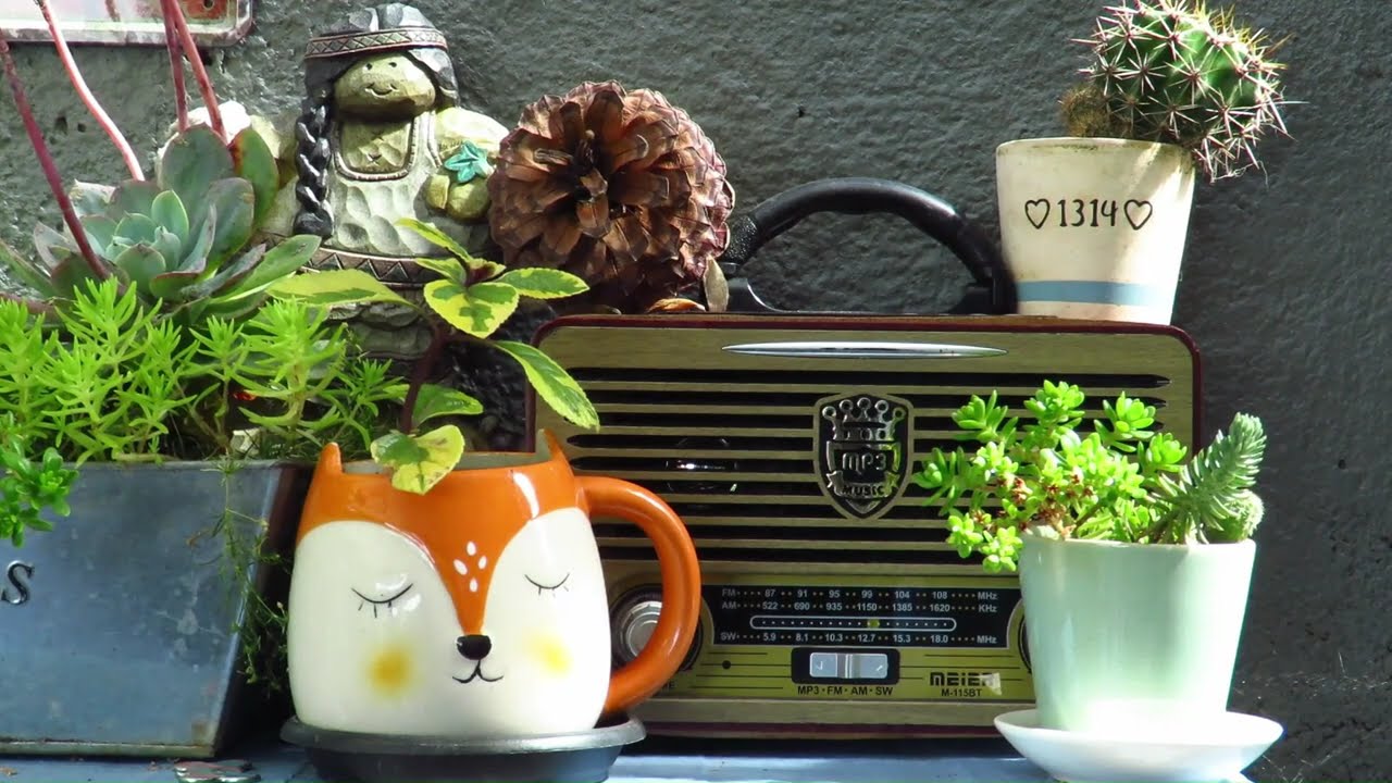 Mi oasis urbano, mi jardín lleno de hermosas plantas