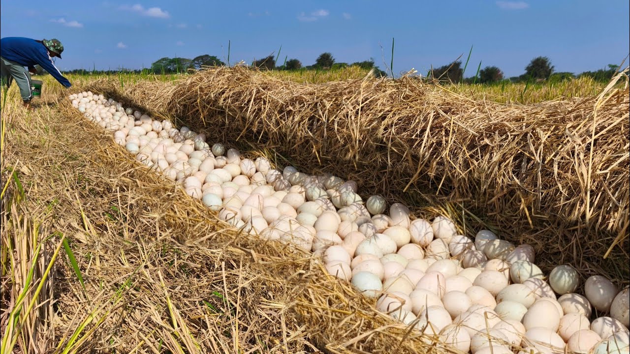 WOW wow amazing a lot of duck eggs at in rice field in straw a farmer pick by hand pick a lot of
