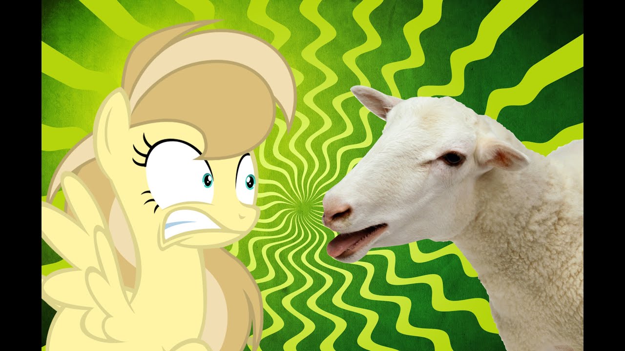 wazzup sheep
