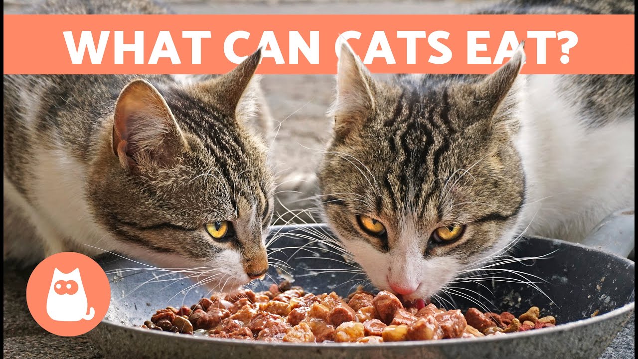 5 TYPES of CAT FOOD 🐱🥩 Dry, Wet and Other Choices for Your Cat's Diet