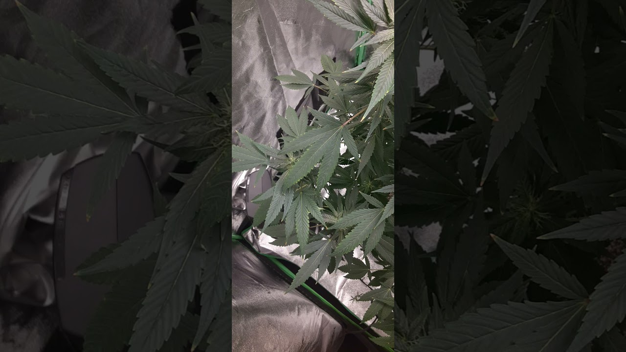 Growers Choice Seeds --- AMERICAN HAZE Week 4