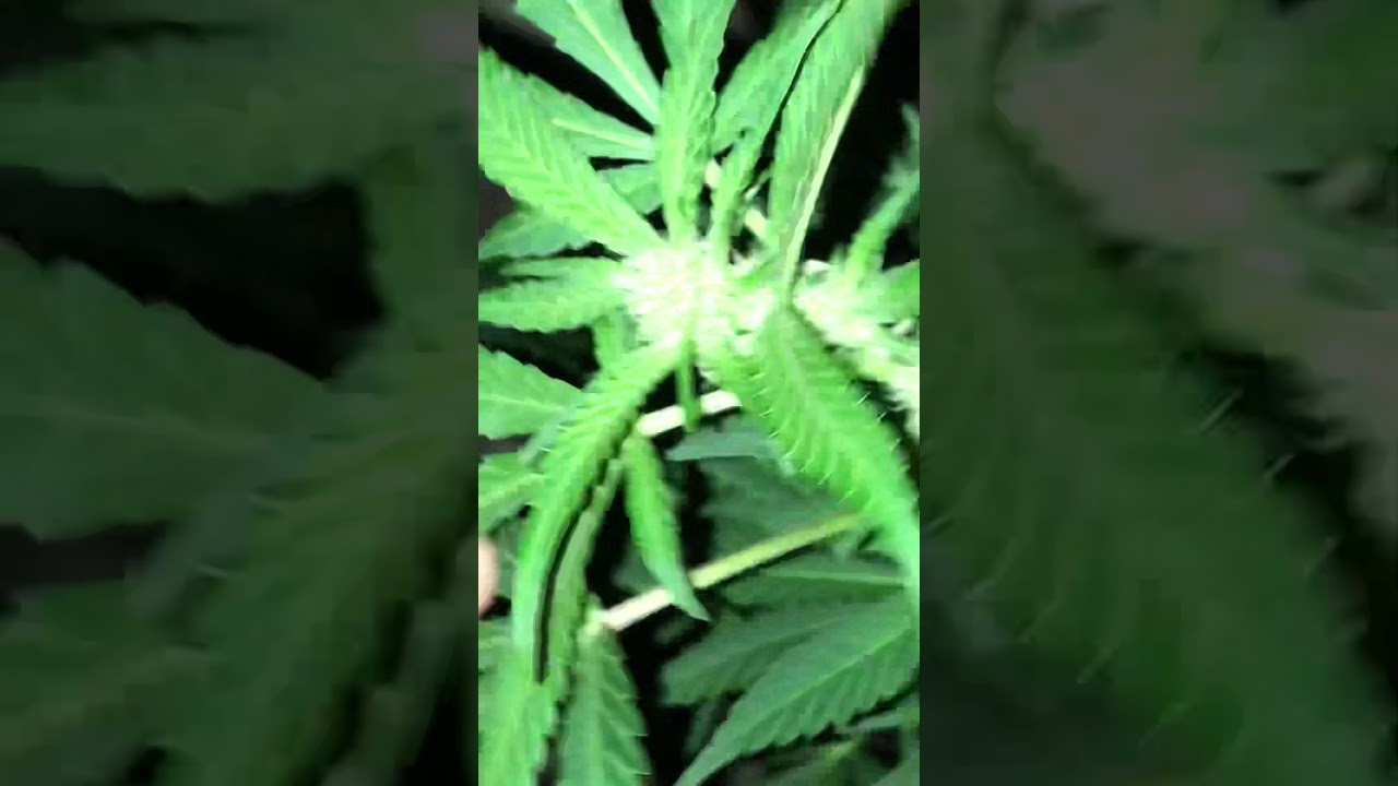 Granddaddy purp grow week 2-3 flower
