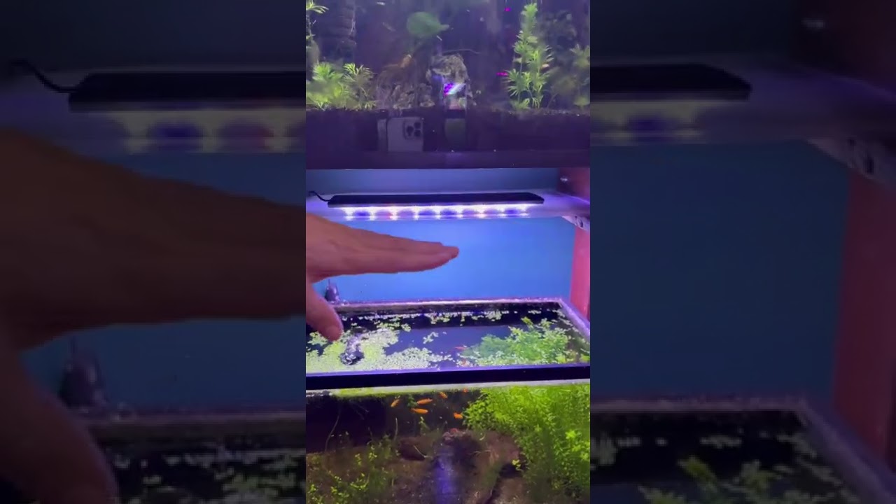 Red Root Floaters are DYING?