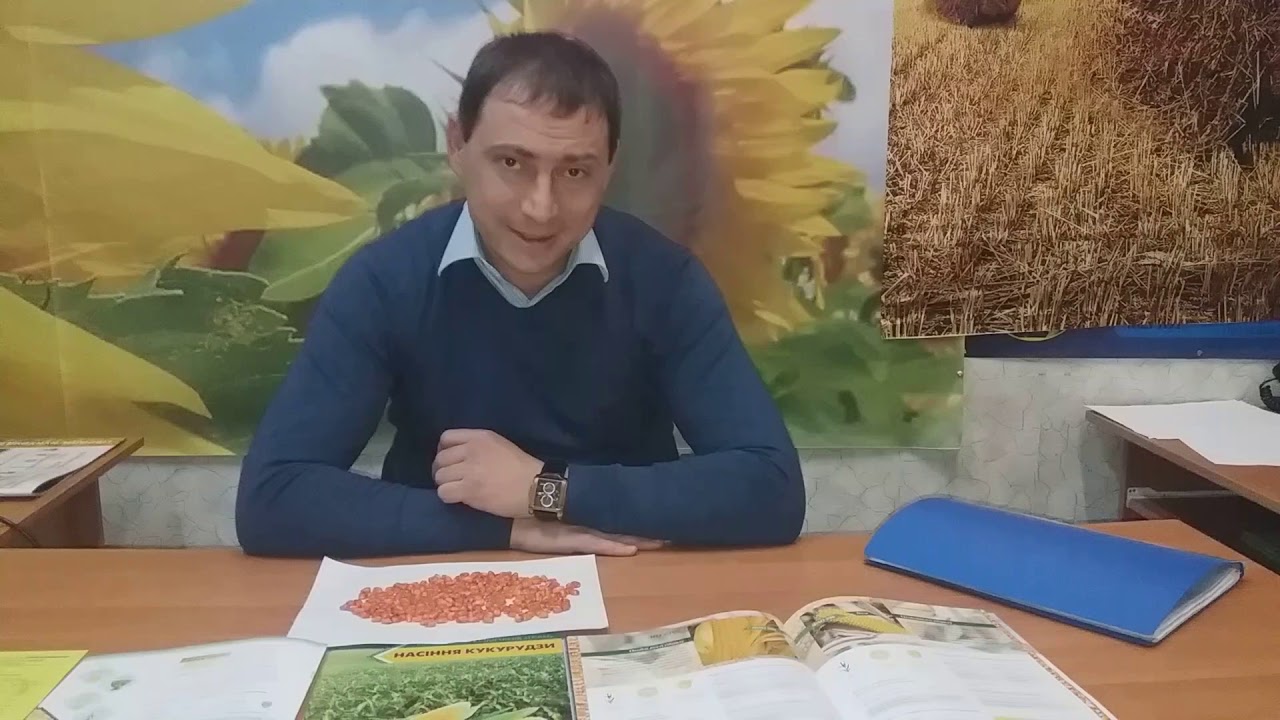 Високоврожайна кукурудза ВН 63  ВНІС. Насіння кукурудзи ВН 63 ФАО 280  0675605115, 0957797888.