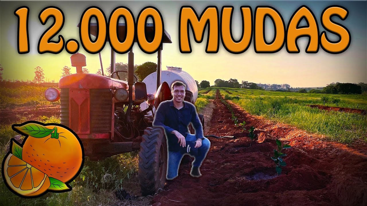 PLANTEI 12.000 MUDAS DE LARANJA!