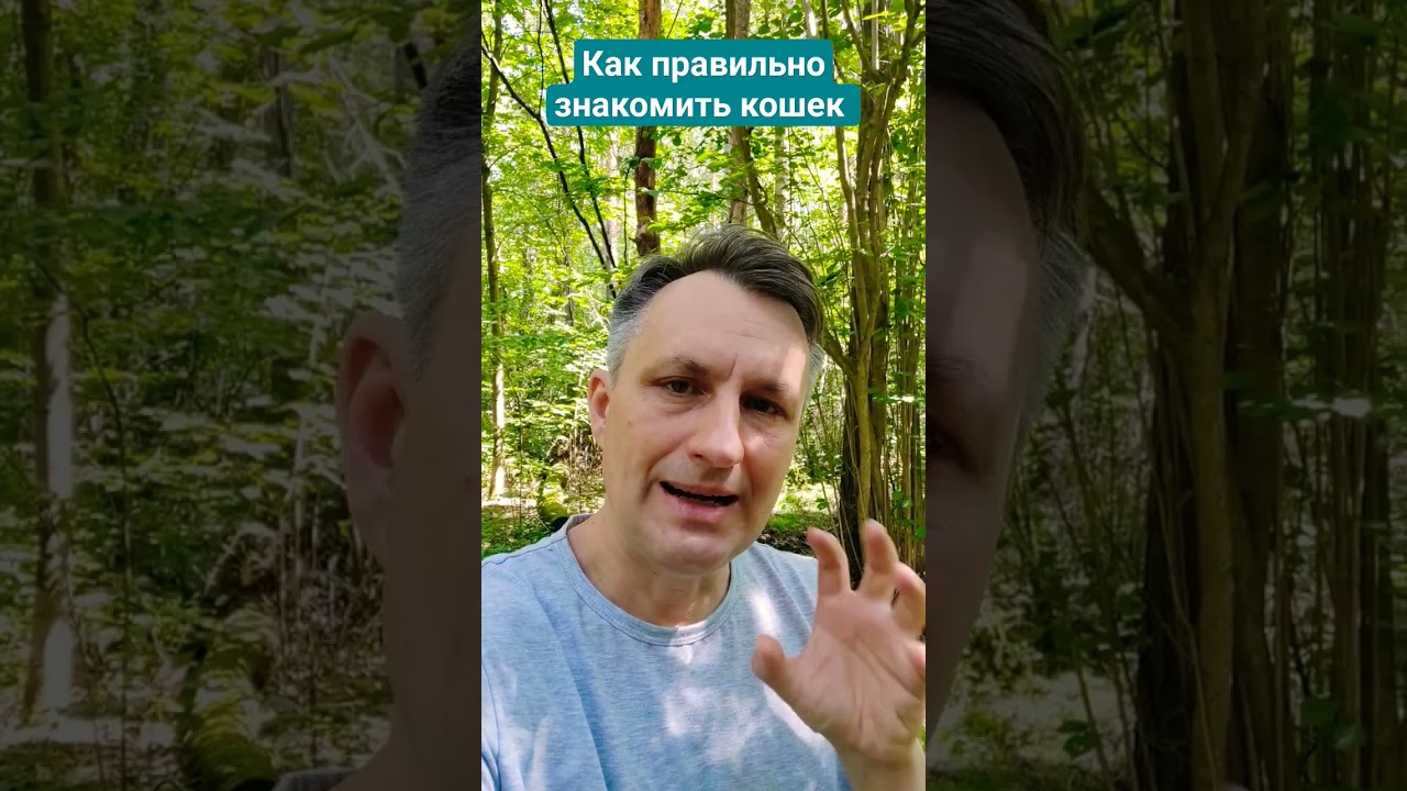 Как правильно знакомить кошек, чтобы они подружились