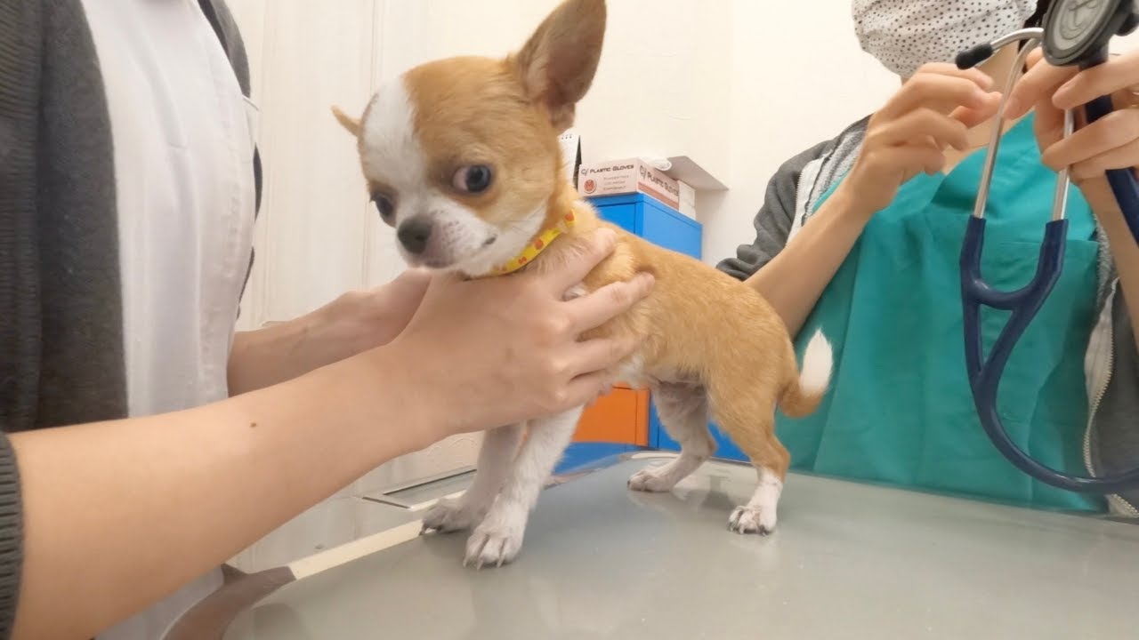 【子犬チワワ】初めての注射を我慢する姿が愛おしすぎた