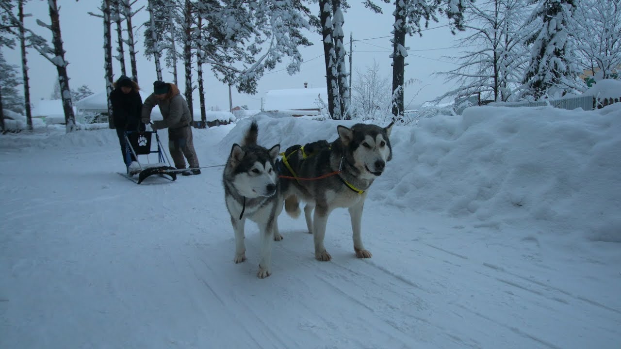 Naik Kereta Luncur Husky Siberia, Rusia
