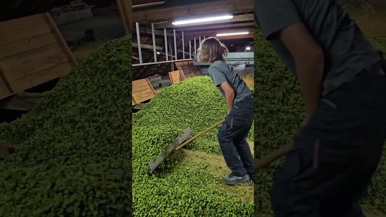 #Hopfenernte: Trocken ist nicht trocken genug | #heimischelandwirtschaft
