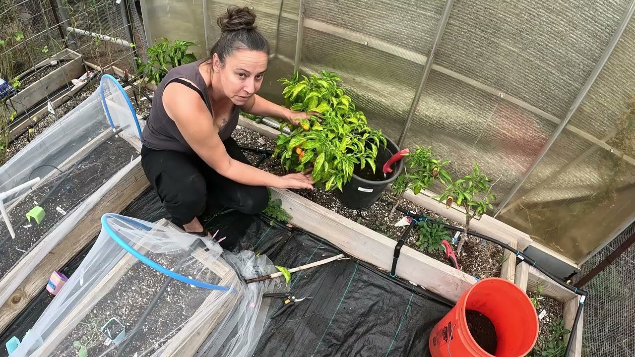 Lets (Try to) Overwinter Peppers For The Second Year | So Many Peppers From ONE Plant