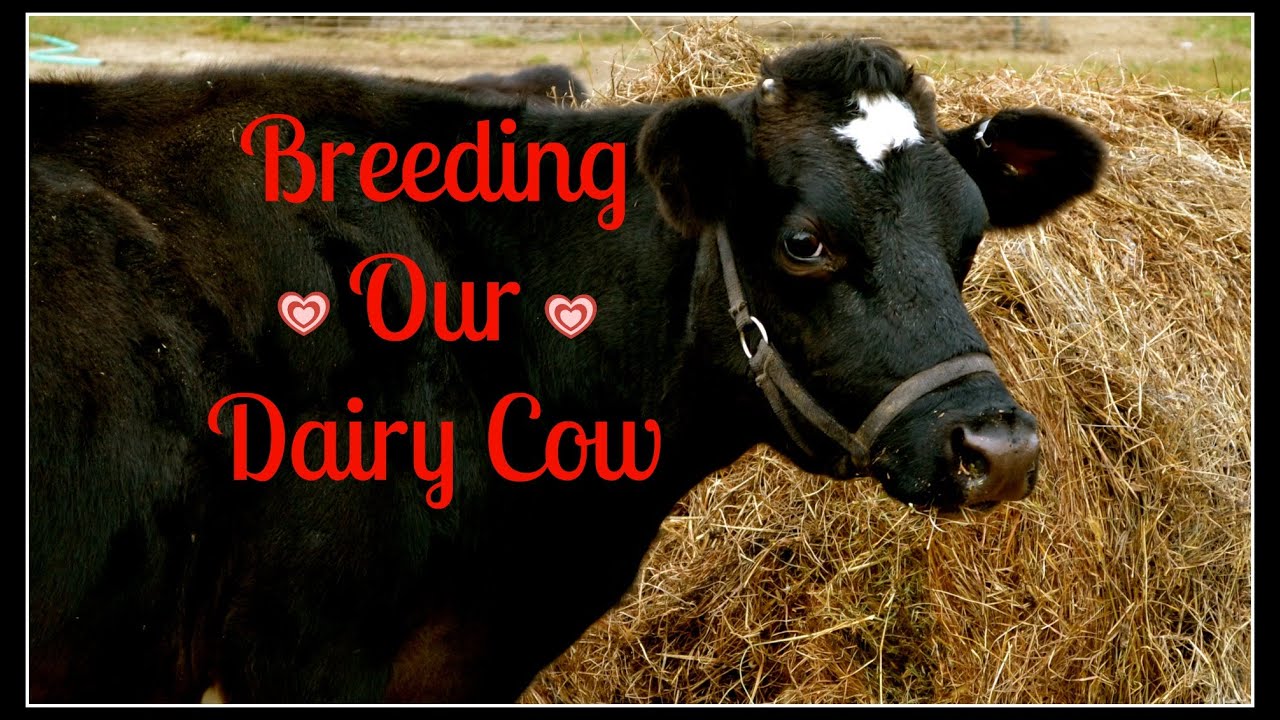 Breeding Our Dairy Cow~
