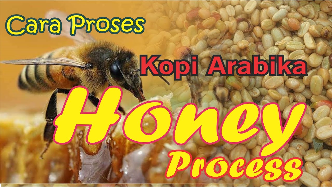 Honey Process || Cara proses kopi arabika dengan proses Madu