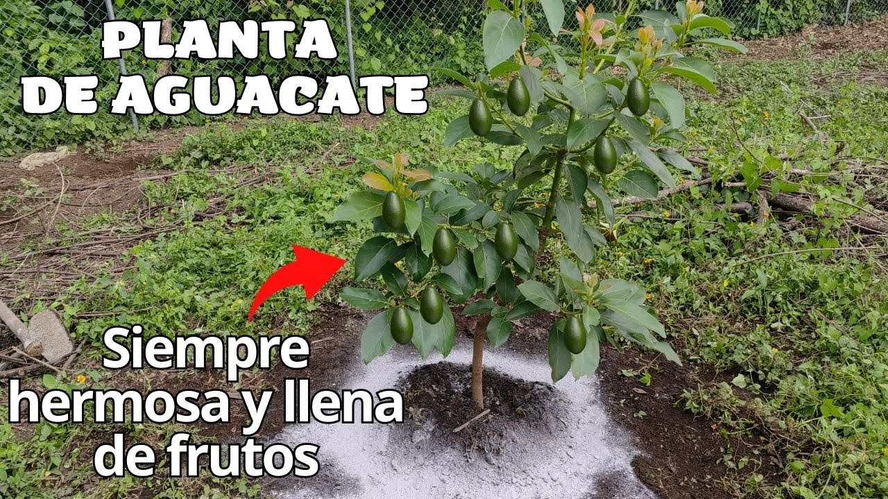 Planta de Aguacate 🌿🥑¿Como tenerla hermosa y llena de frutos? - Cuidados de una planta de Aguacate