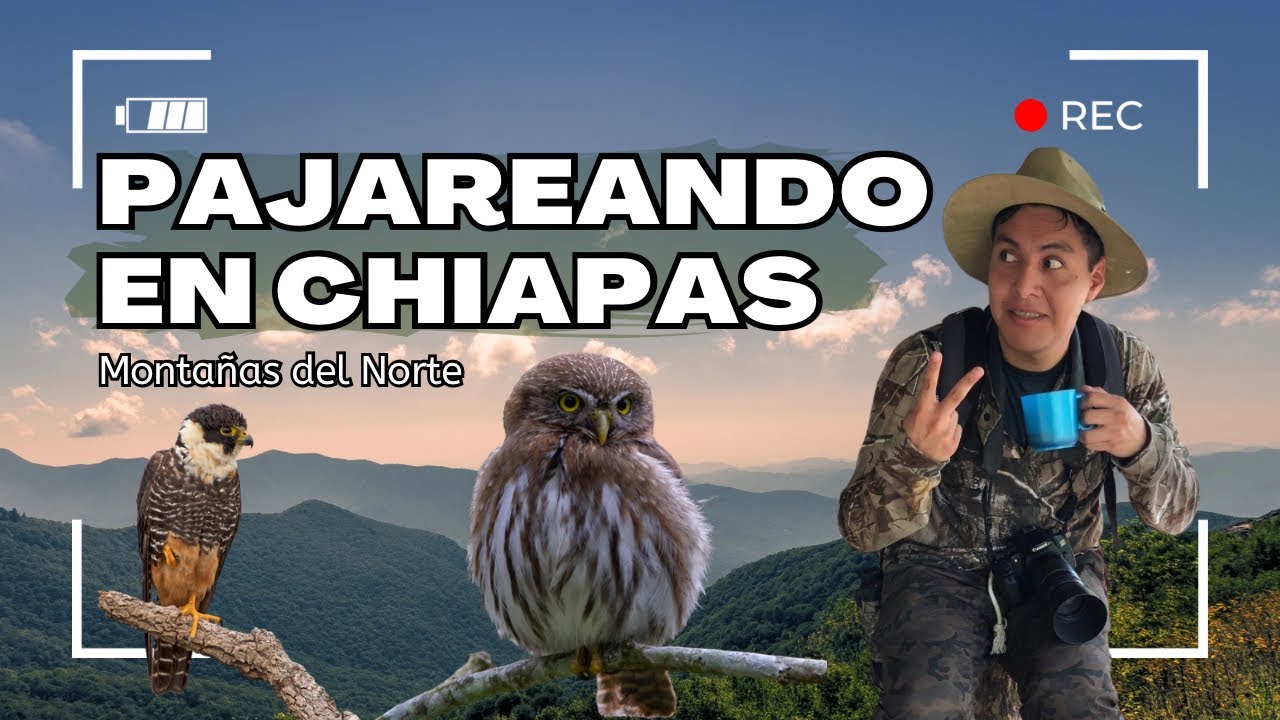 EXPEDICION CHIAPAS: Pajareando en las MONTAÑAS DEL NORTE