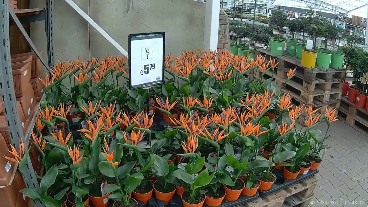 FAMIFLORA LA PANNE 02 03 2026