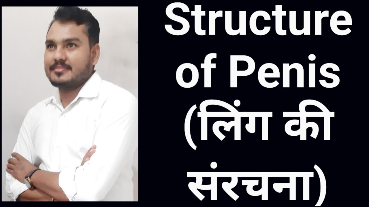Structure of Penis ||लिंग की संरचना|| ||Penis||Male Reproduction System||Biology Lecture||