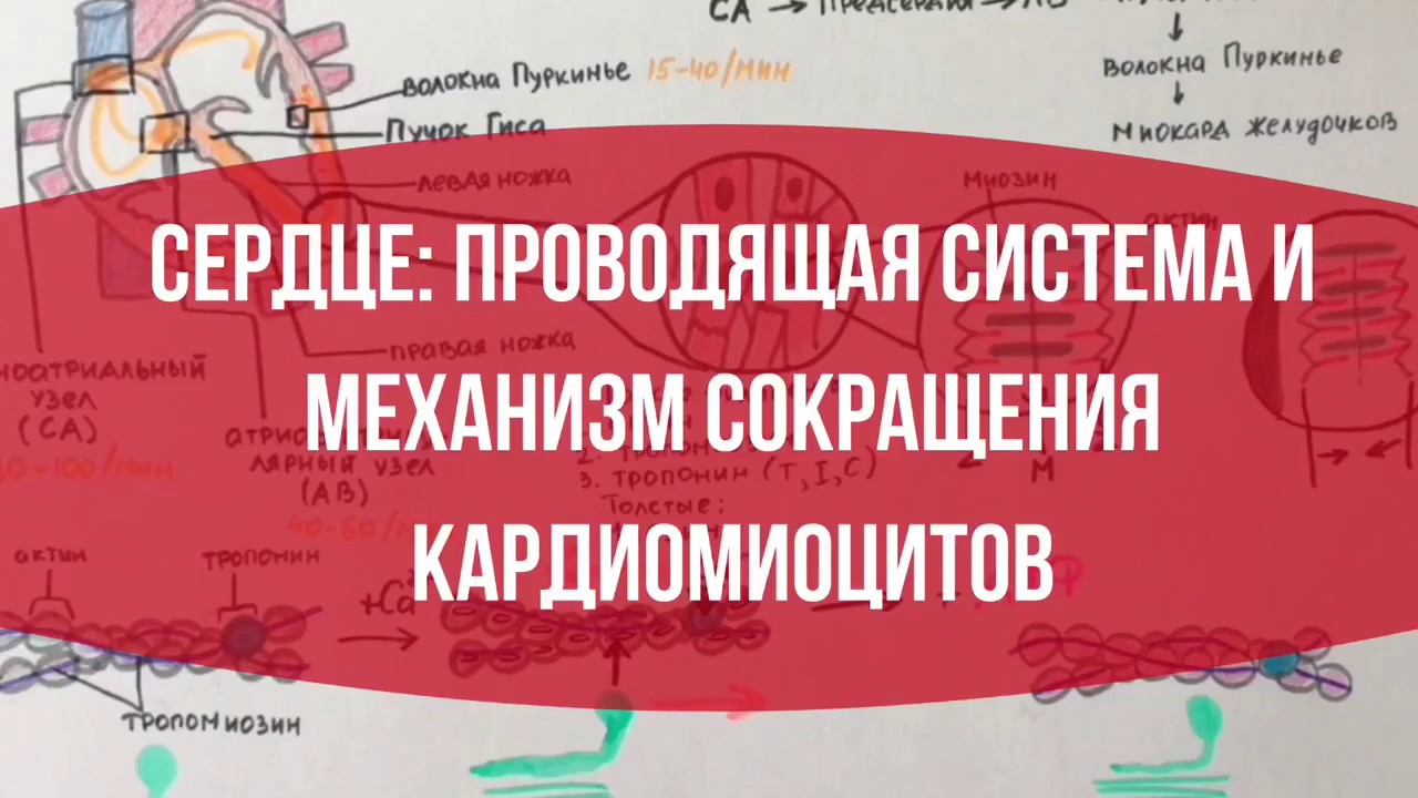 СЕРДЦЕ: Проводящая система и механизм сокращения кардиомиоцитов