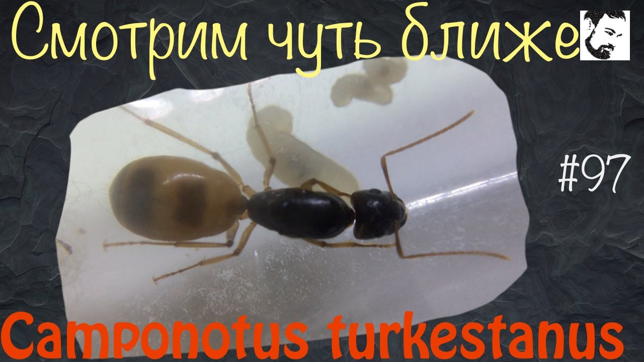 Глядим на Camponotus nicobarensis / Camponotus parius / Camponotus turkestanus / Pheidole noda //#97