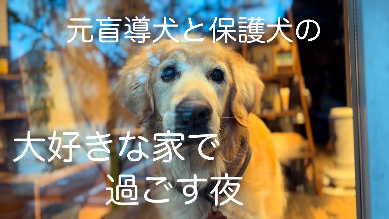 みんなで過ごす穏やかな時間#元盲導犬#保護犬#ゴールデンレトリバー