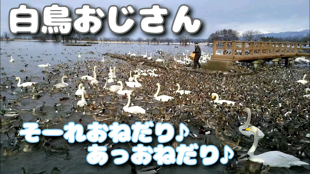 【2022瓢湖】白鳥の餌やりタイム