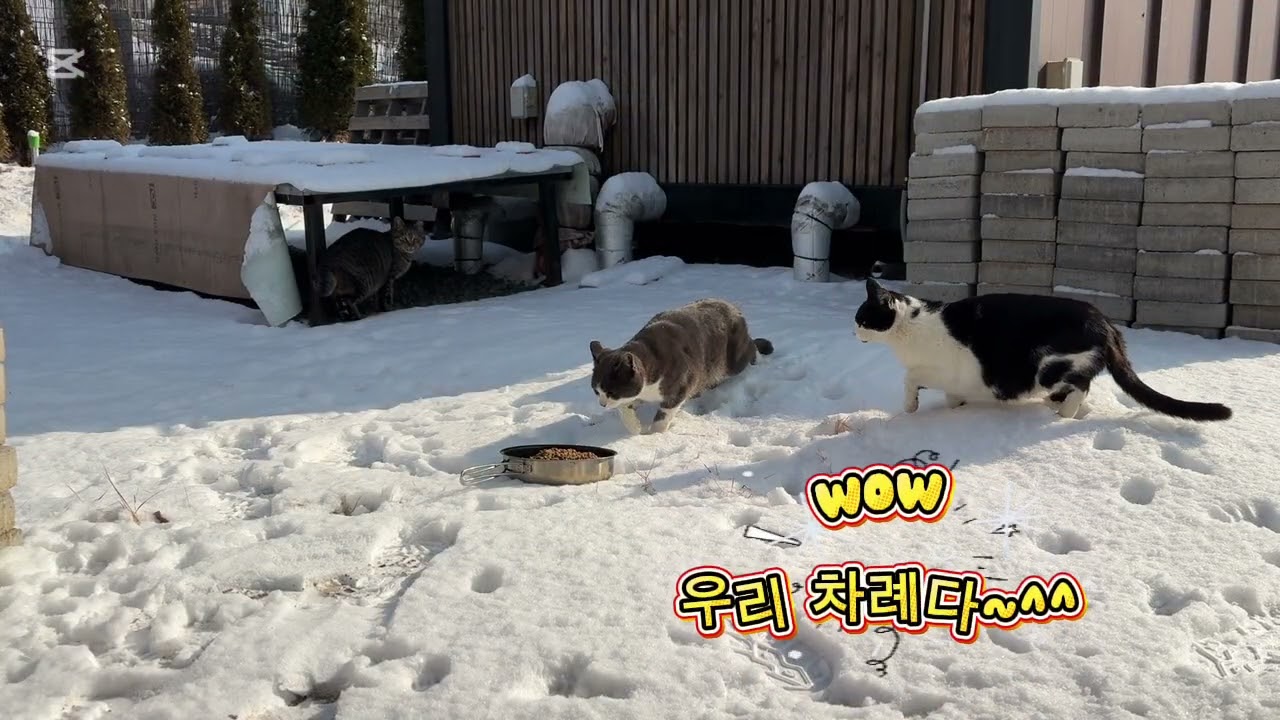 눈오는 날은 농막으로 가는거지💕☃️