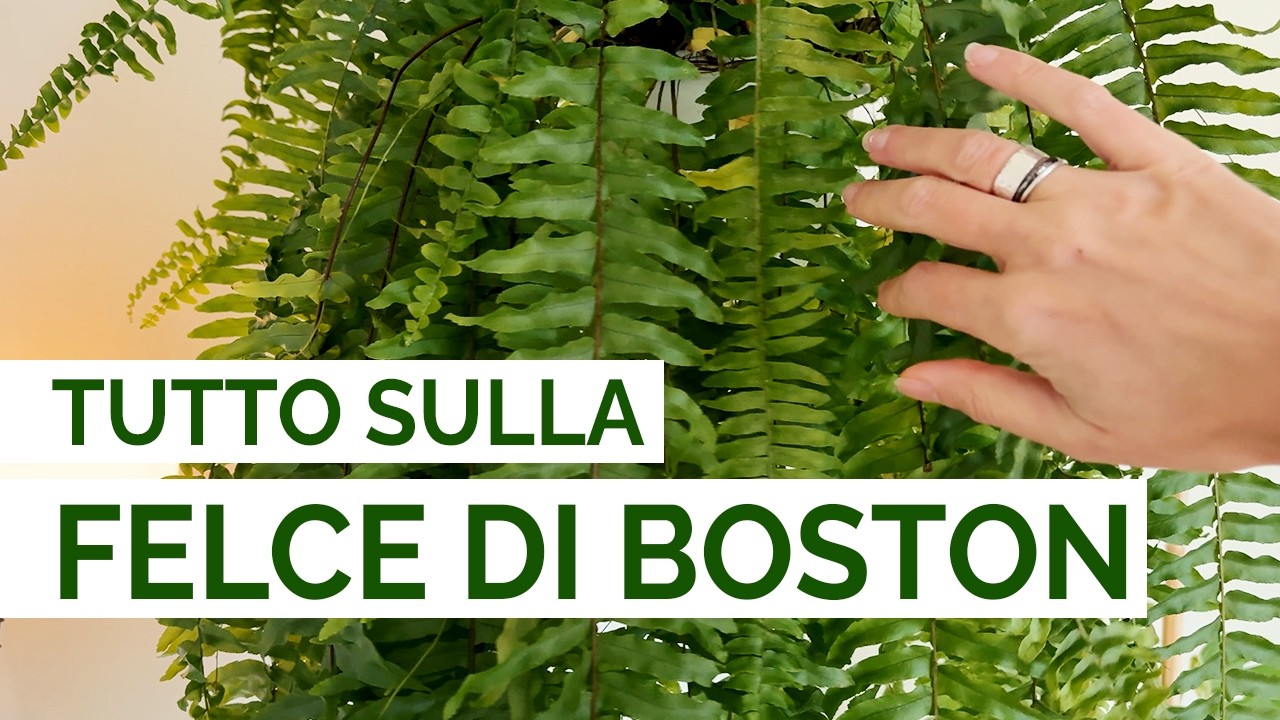 Tutto sulla FELCE DI BOSTON 🌿 Cura, Luce e ambienti ideali