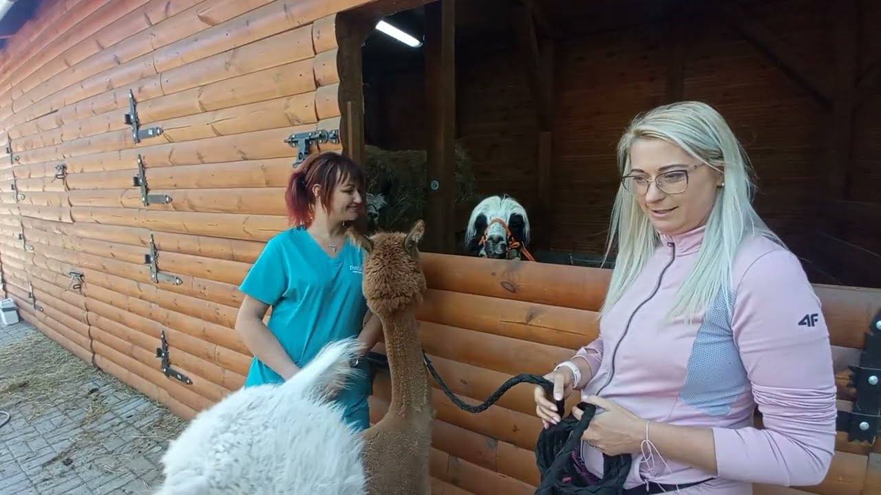 Czym jest alpakoterapia?