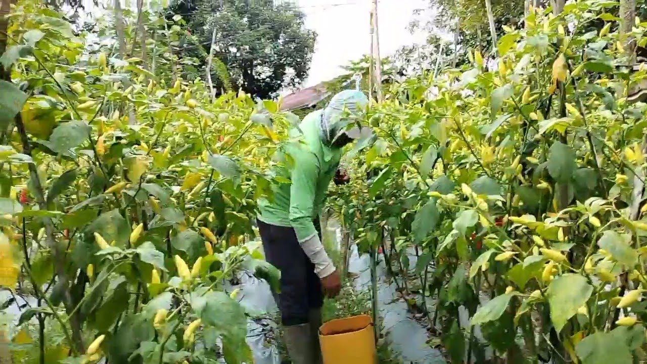 PANENA CABE RAWIT PEMUTIKAN PERTAMA