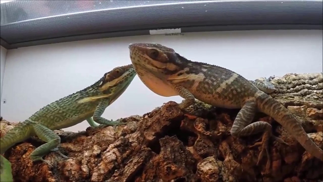 Extreme Makeover! Knight Anole Edition