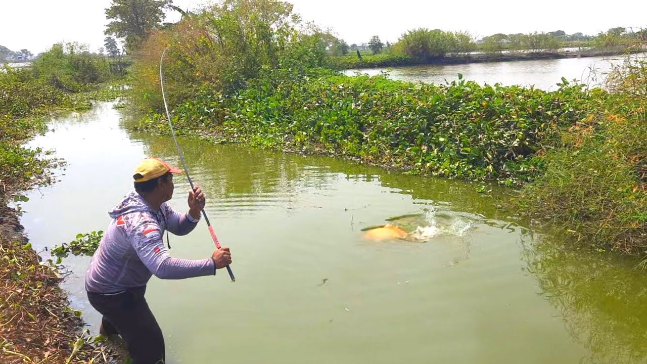 IKAN 1000 CC.. Mancing diamuk MONSTER SOMBRO liar