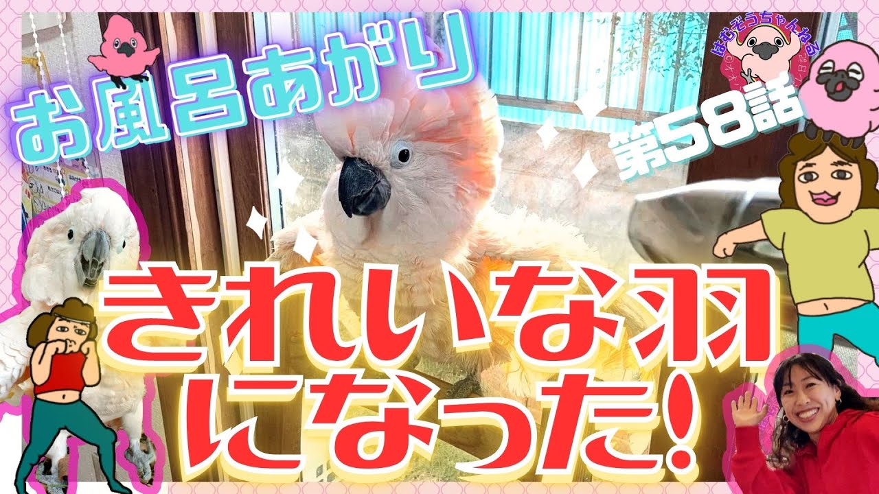 【ドライヤー大好き】お風呂あがりオオバタンをドライヤーで乾かす動画！！風が気持ちよくてクネクネ◆#５８◆羽夢蔵◆はむぞうちゃんねる◆Moluccan Cockatoo◆