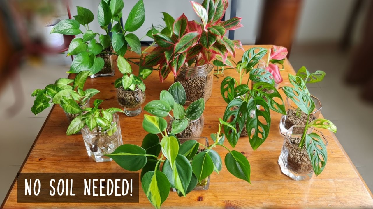 Grow plants without soil - using pumice | Semi hydroponics