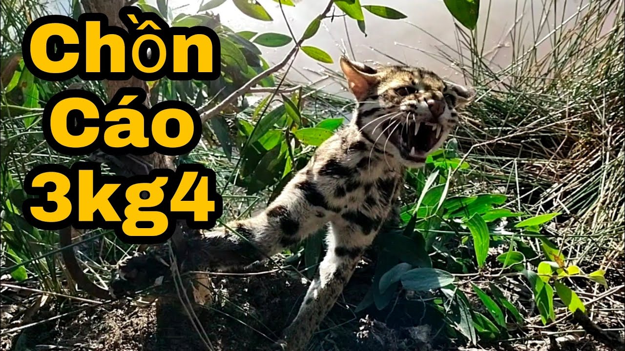 ⭐64: Thăm bẫy chồn, dính CHỒN CÁO MÈO